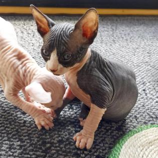 Sphynx Kitten
