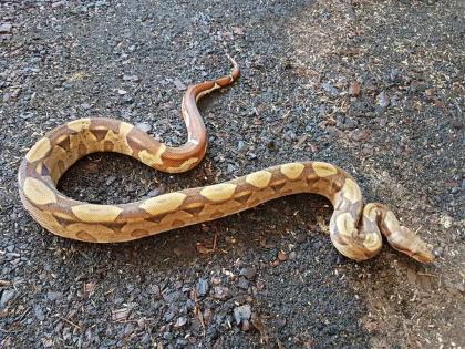 0. 0. 4 Boa Imperator von April 23