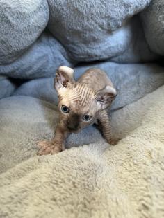 Sphynx Elf Sphynx Kitten Katzenbabys Nacktkatze