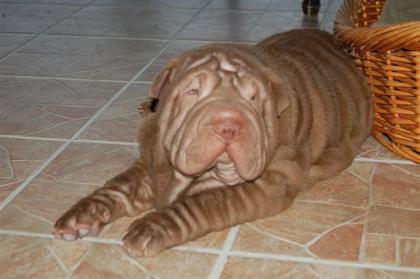 Sehr schöner Sharpei Rüde sucht neues zuhause.