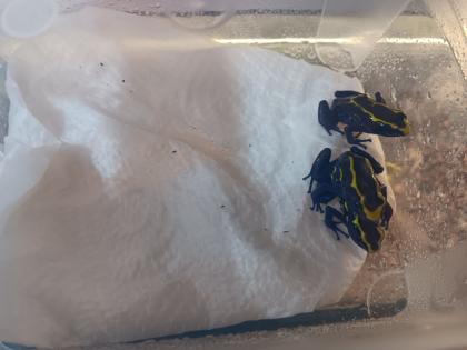Dendrobates tinctorius nominat 0. 3