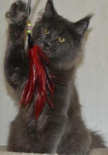 Reinrassige Maine Coon in blue und black