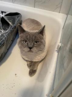 Aus Köln BKH Bluepoint Deckkater