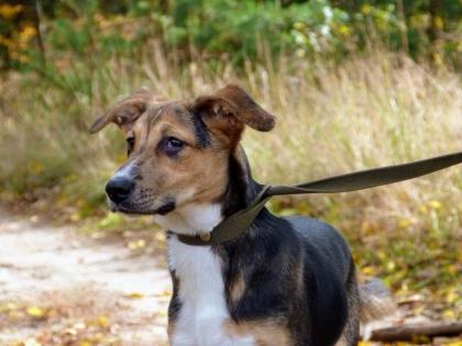 Ganz liebe Mix-Hündin ca. 1, 5 J, kastriert, sucht ein Zuhause