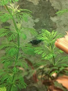 Neocaridina davidi Dark GreenJade Süßwasser Garnelen