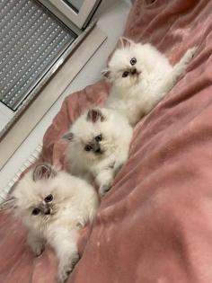 Perser Kitten