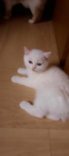 Babys Katzen zu verkaufen