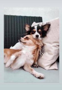 Zuckersüße Langhaar Chihuahua Mädchen