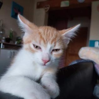 EKH Jungkatzen Ich suche ein liebevolles Zuhause für meine zwei super süßen, verschmusten Katzen