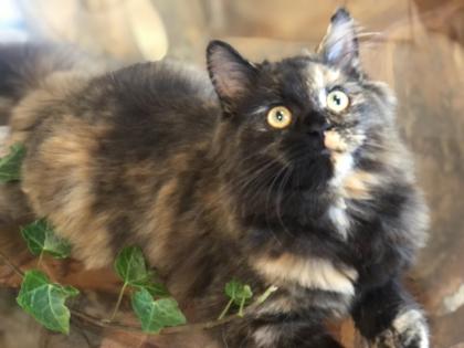 Katze Dori sucht ein liebevolles Zuhause