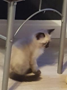 Reinrassige Balinesische Siam Kitten Langhaar, Selten