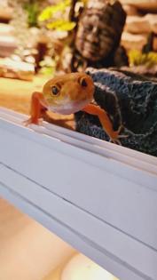 Leopardgecko NZ