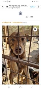 Tolle Welpen, Junghunde Hundesenioren