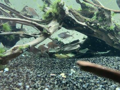 Diskusfische / Aquariumauflösung