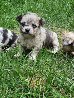 Deckrüde Chihuahua Silber Merle