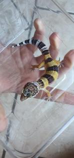Leopardgecko aus Hobbyzucht