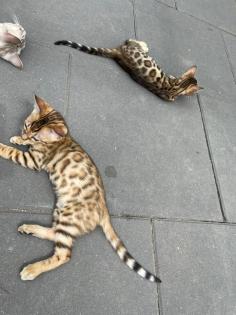 Bengalen Babys suchen neue Dosenöffner