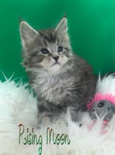 Typvolle Maine Coon Katerchen in Silver