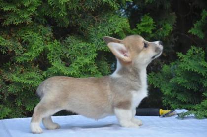 Welsh Corgi Pembroke