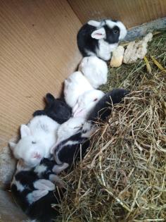 Nutztiere /Kaninchen