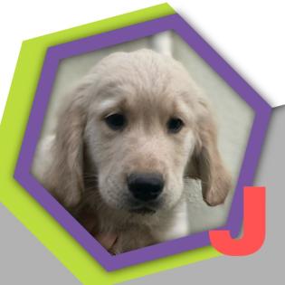 Golden Retriever 18. 8