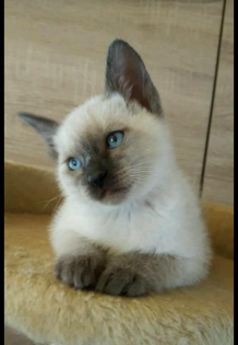 Siam. Thai-Siam. Deckkater.