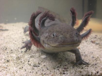 Axolotlbabys ab April abzugeben