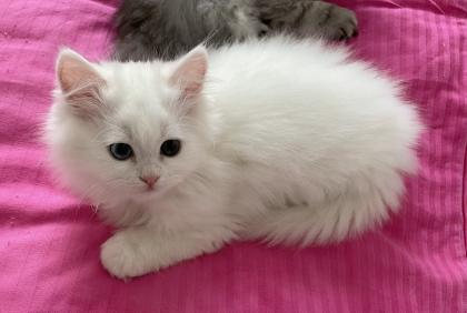 Weißer Perserkater mit blau und grünen Auge
