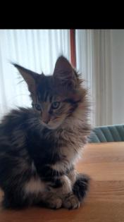 Maine Coon Kitten - noch 2 Kater und Katze