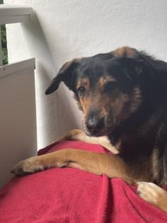 Herausforderung Liebesbedürftiger Schäferhund-Mischling abzugeben