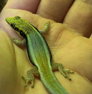 Phelsuma Klemmeri 1. 0