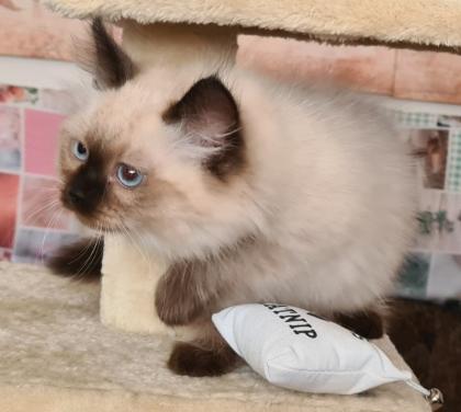 Wunderschöne Neva Masquarade Kater mit Stammbaum