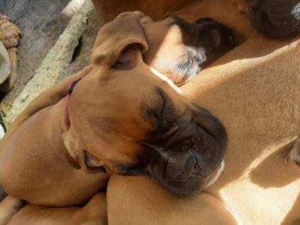 Boxer Welpen in liebevolle Hände abzugeben