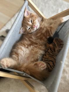Wundervolle Maine Coon Kitten