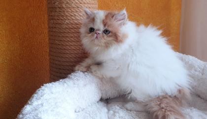 Exotic Shorthair und Perserkätzchen