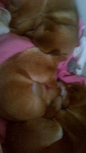 Shiba Inu Welpen