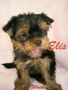 Yorkshire Terrier Welpen