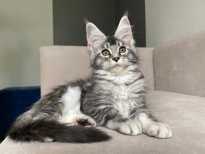 Verschmuste Maine Coon katzen