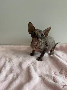 Sphynx Kitten mit Tasthaaren