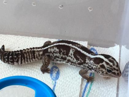 Afrikanischer Fettschwanzgecko