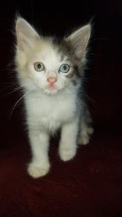 Langhaariges Türkisch Angora Mix Kitten weibl. Glückskätzchen