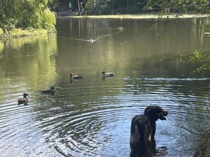 Herausforderung Liebesbedürftiger Schäferhund-Mischling abzugeben