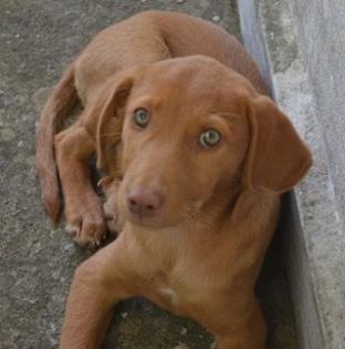 Melinaki oder vom ganz normalen Hundeelend auf Griechenlands Straßen