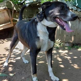 Wanja sucht ein Zuhause