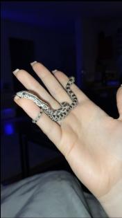 Kornnatter Pantherophis Guttatus Weiblich