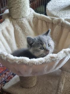 4 Kitten suchen ein neues Zuhause