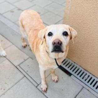 Chica . hübsches Hundemädchen