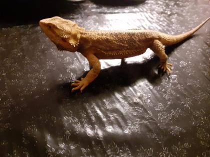 Bartagame