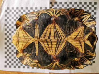 Geochelone Radiata 0. 4 weibchen