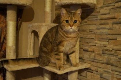 BKH Kater 1, 5 Jahre abzugeben